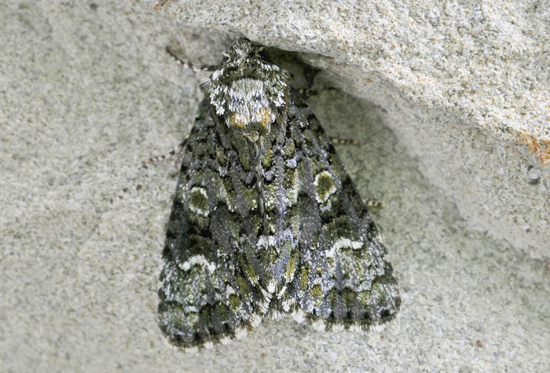 Craniophora ligustri